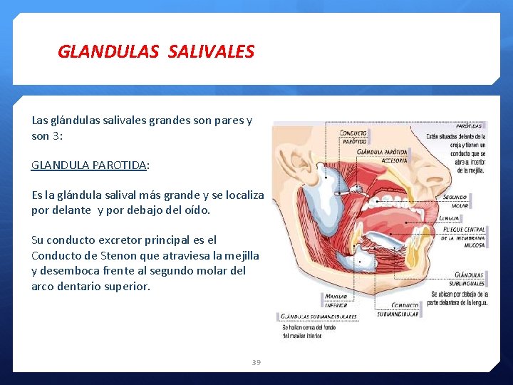 GLANDULAS SALIVALES Las glándulas salivales grandes son pares y son 3: GLANDULA PAROTIDA: Es