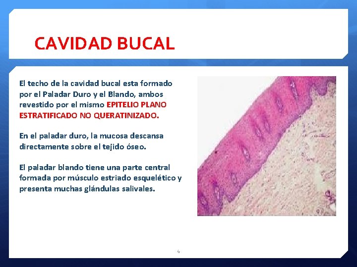CAVIDAD BUCAL El techo de la cavidad bucal esta formado por el Paladar Duro