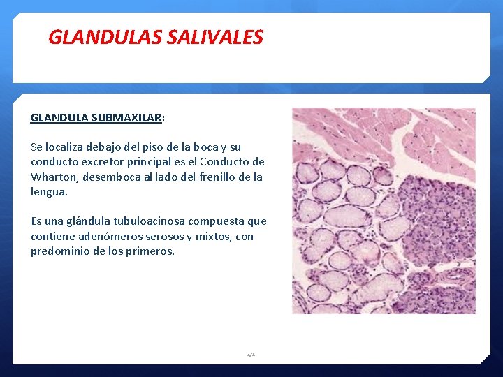 GLANDULAS SALIVALES GLANDULA SUBMAXILAR: Se localiza debajo del piso de la boca y su