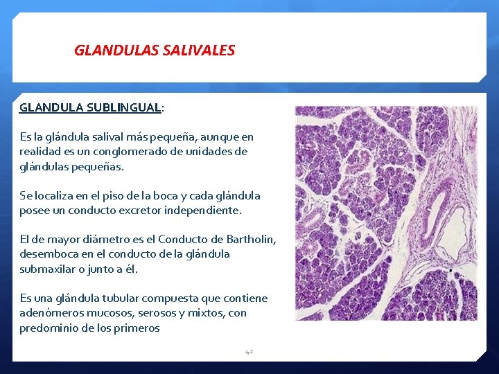 GLANDULAS SALIVALES GLANDULA SUBLINGUAL: Es la glándula salival más pequeña, aunque en realidad es
