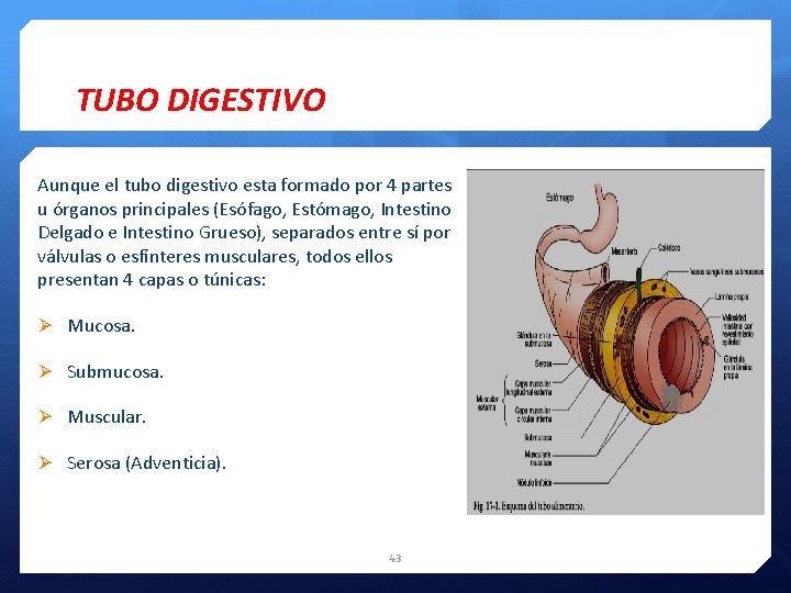 TUBO DIGESTIVO Aunque el tubo digestivo esta formado por 4 partes u órganos principales