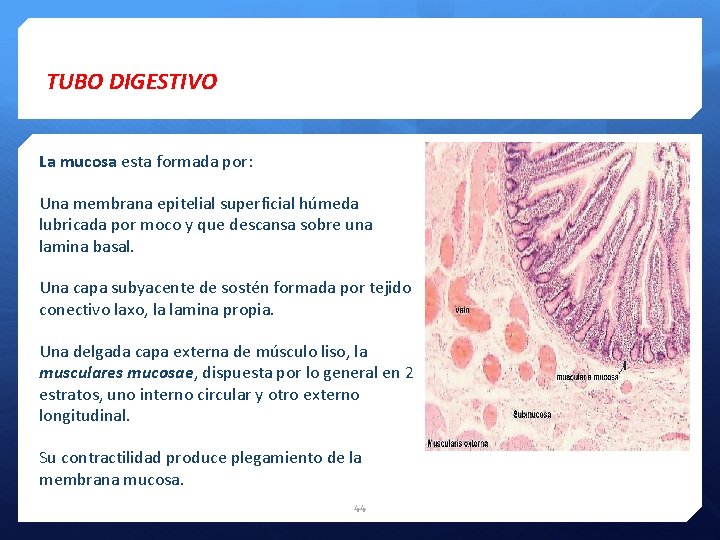 TUBO DIGESTIVO La mucosa esta formada por: Una membrana epitelial superficial húmeda lubricada por