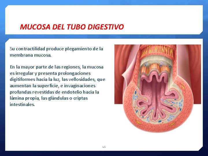 MUCOSA DEL TUBO DIGESTIVO Su contractilidad produce plegamiento de la membrana mucosa. En la