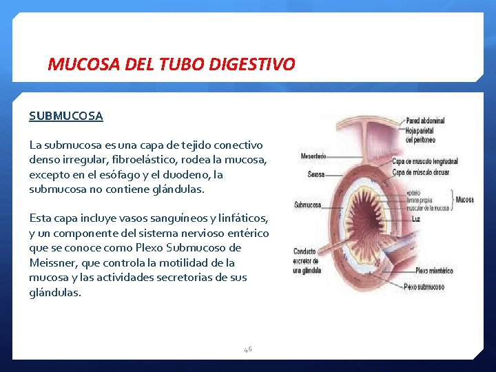 MUCOSA DEL TUBO DIGESTIVO SUBMUCOSA La submucosa es una capa de tejido conectivo denso