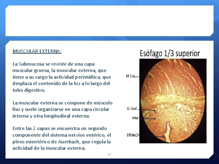 MUSCULAR EXTERNA: La Submucosa se reviste de una capa muscular gruesa, la muscular externa,