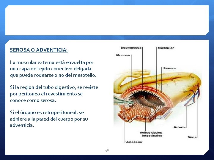 SEROSA O ADVENTICIA: La muscular externa está envuelta por una capa de tejido conectivo