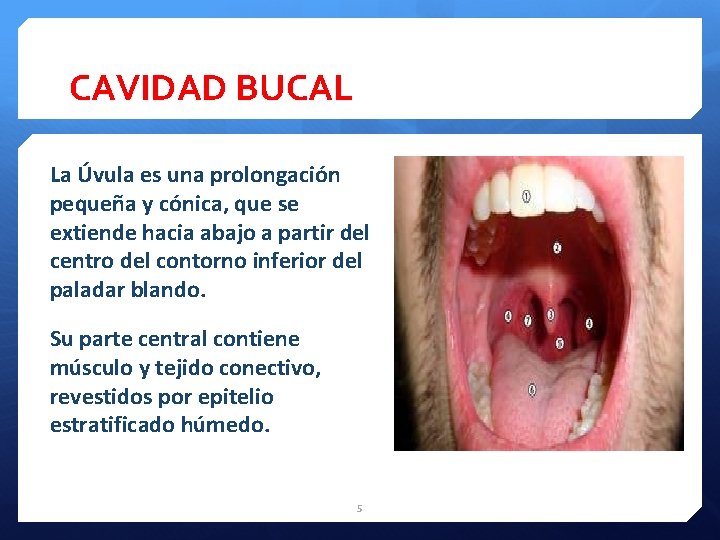 CAVIDAD BUCAL La Úvula es una prolongación pequeña y cónica, que se extiende hacia