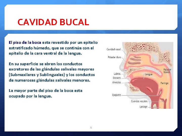 CAVIDAD BUCAL El piso de la boca esta revestido por un epitelio estratificado húmedo,