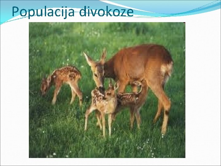 Populacija divokoze 