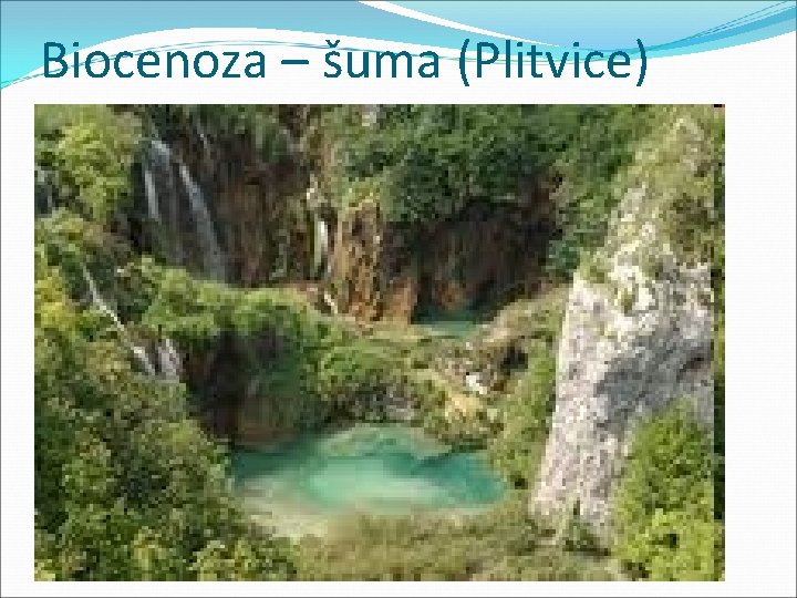 Biocenoza – šuma (Plitvice) 