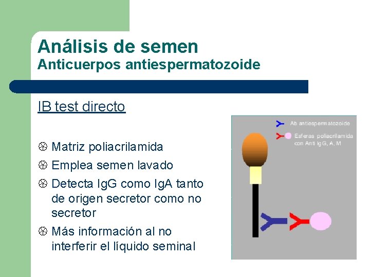 Análisis de semen Anticuerpos antiespermatozoide IB test directo { Matriz poliacrilamida { Emplea semen