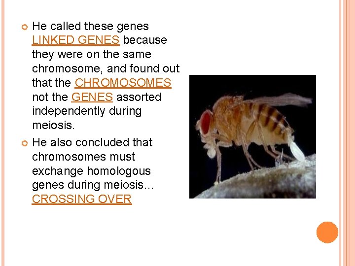 He called these genes LINKED GENES because they were on the same chromosome, and