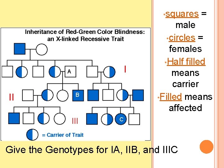  • squares I A II B III = male • circles = females