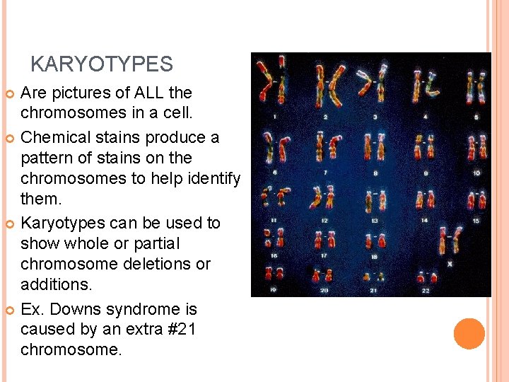 KARYOTYPES Are pictures of ALL the chromosomes in a cell. Chemical stains produce a