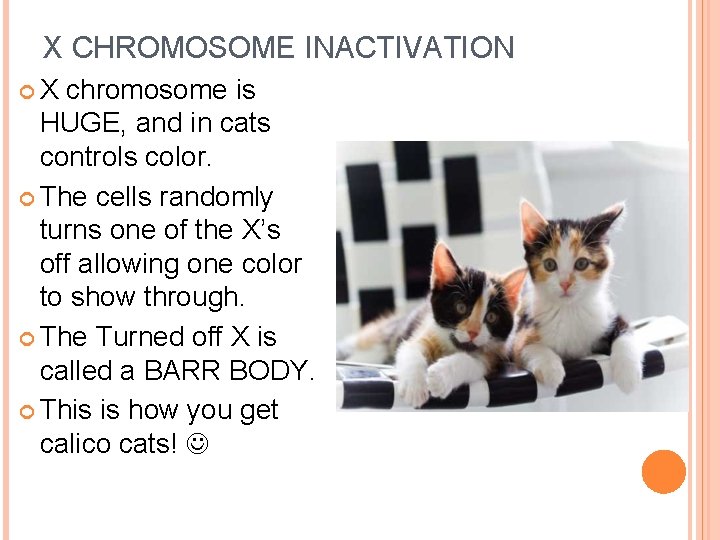 X CHROMOSOME INACTIVATION X chromosome is HUGE, and in cats controls color. The cells