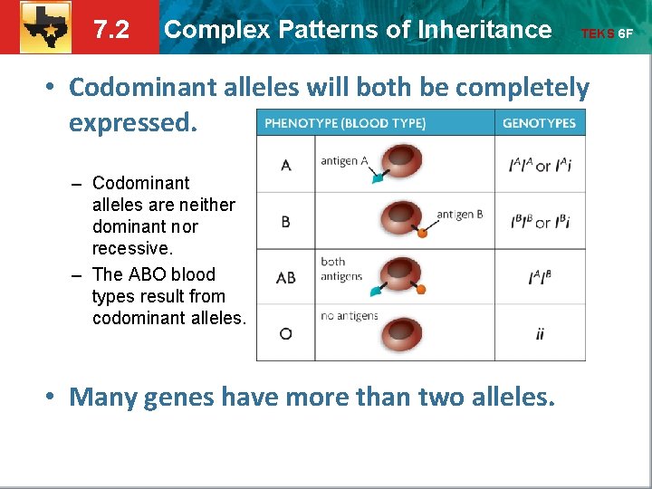 7. 2 Complex Patterns of Inheritance TEKS 6 F • Codominant alleles will both