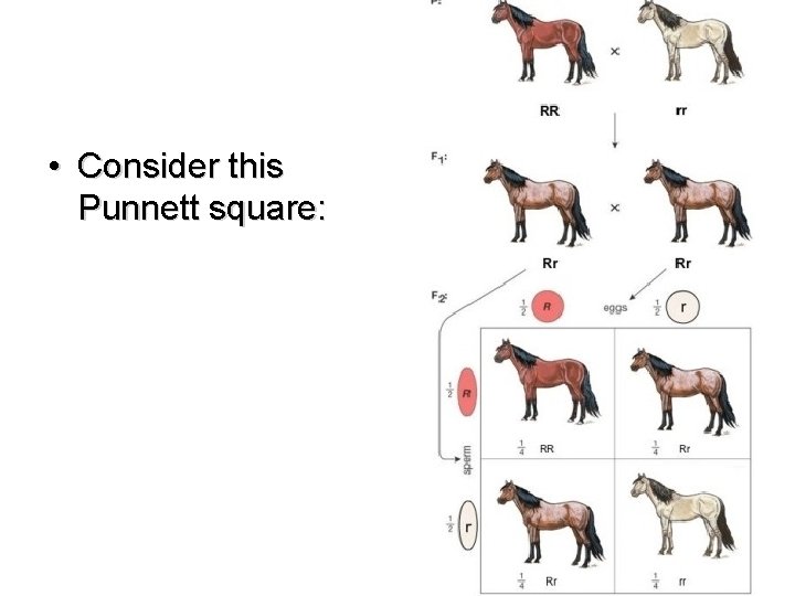  • Consider this Punnett square: 