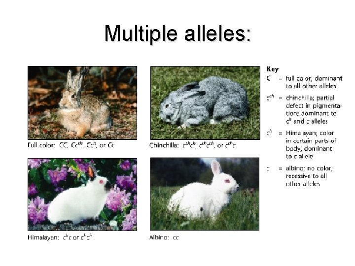 Multiple alleles: 