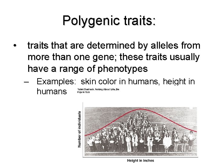 Polygenic traits: • traits that are determined by alleles from more than one gene;