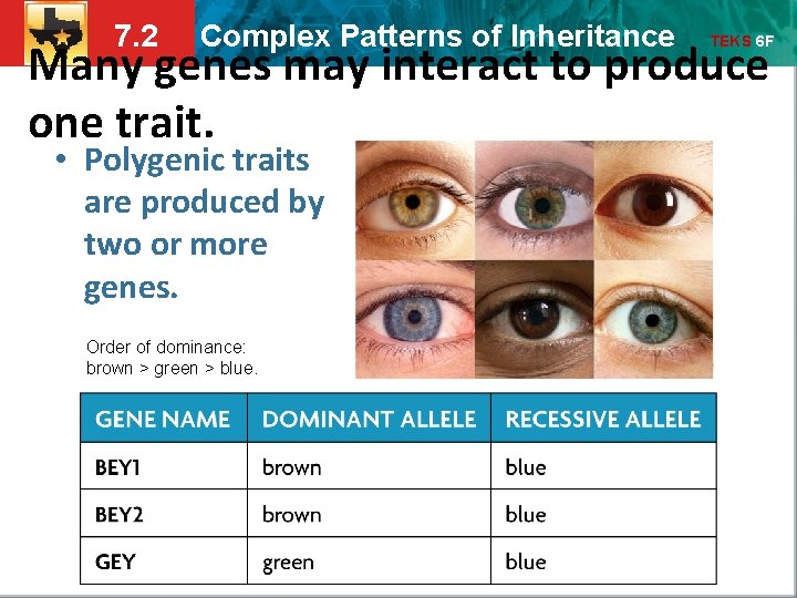 7. 2 Complex Patterns of Inheritance TEKS 6 F Many genes may interact to