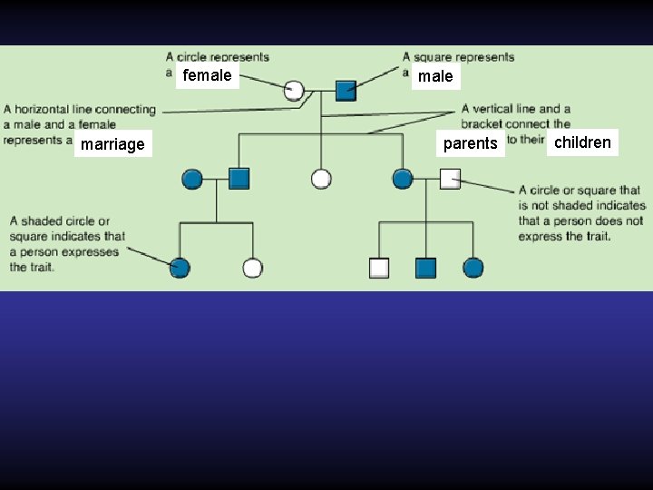 female marriage male parents children 