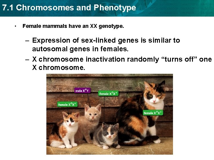 7. 1 Chromosomes and Phenotype • Female mammals have an XX genotype. – Expression