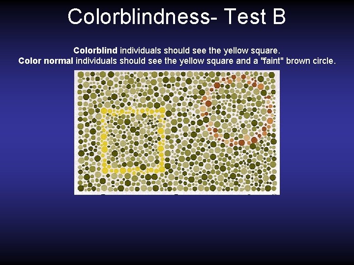 Colorblindness- Test B Colorblind individuals should see the yellow square. Color normal individuals should