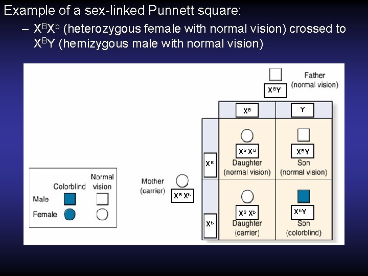 Example of a sex-linked Punnett square: – XBXb (heterozygous female with normal vision) crossed