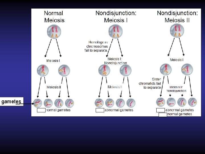 gametes 