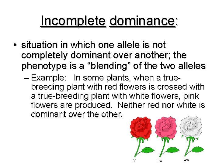 Incomplete dominance: • situation in which one allele is not completely dominant over another;