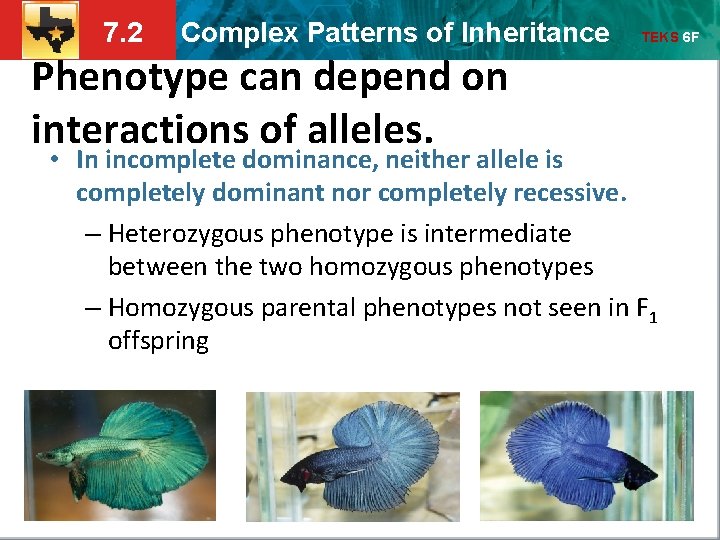 7. 2 Complex Patterns of Inheritance Phenotype can depend on interactions of alleles. TEKS