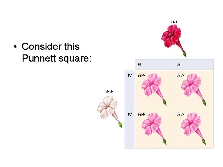  • Consider this Punnett square: 