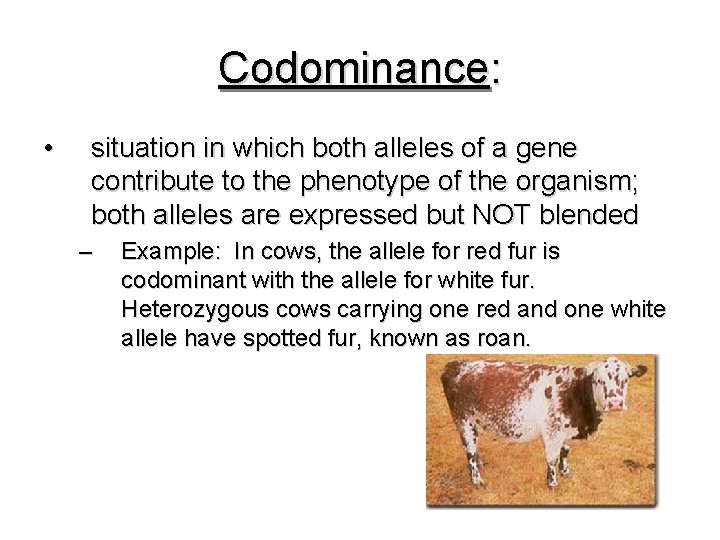 Codominance: • situation in which both alleles of a gene contribute to the phenotype