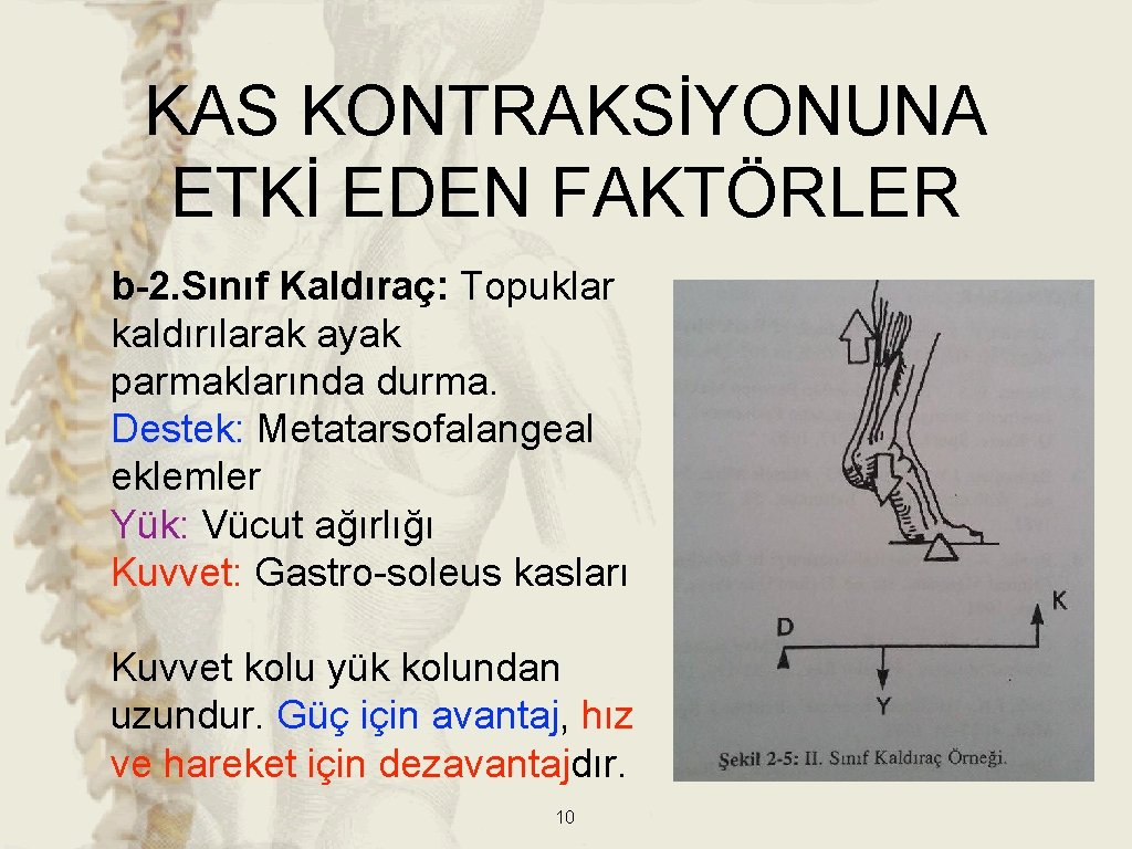 KAS KONTRAKSİYONUNA ETKİ EDEN FAKTÖRLER b-2. Sınıf Kaldıraç: Topuklar kaldırılarak ayak parmaklarında durma. Destek: