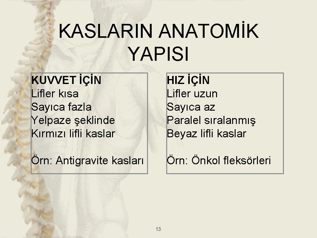 KASLARIN ANATOMİK YAPISI KUVVET İÇİN Lifler kısa Sayıca fazla Yelpaze şeklinde Kırmızı lifli kaslar