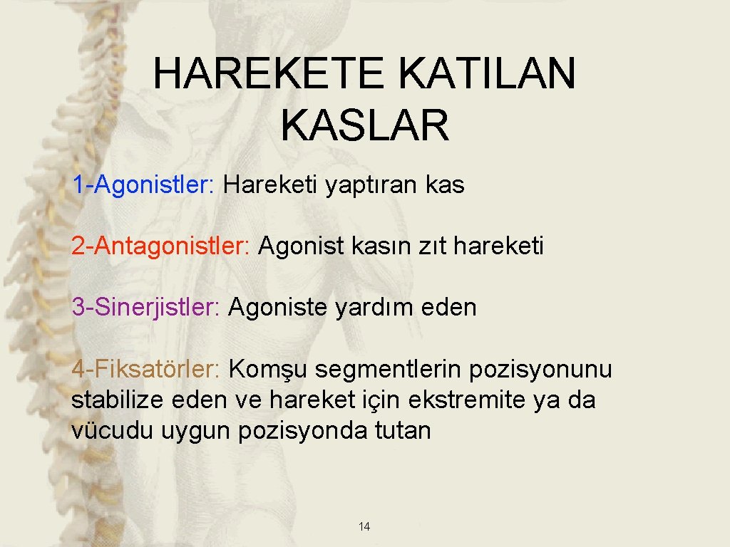 HAREKETE KATILAN KASLAR 1 -Agonistler: Hareketi yaptıran kas 2 -Antagonistler: Agonist kasın zıt hareketi