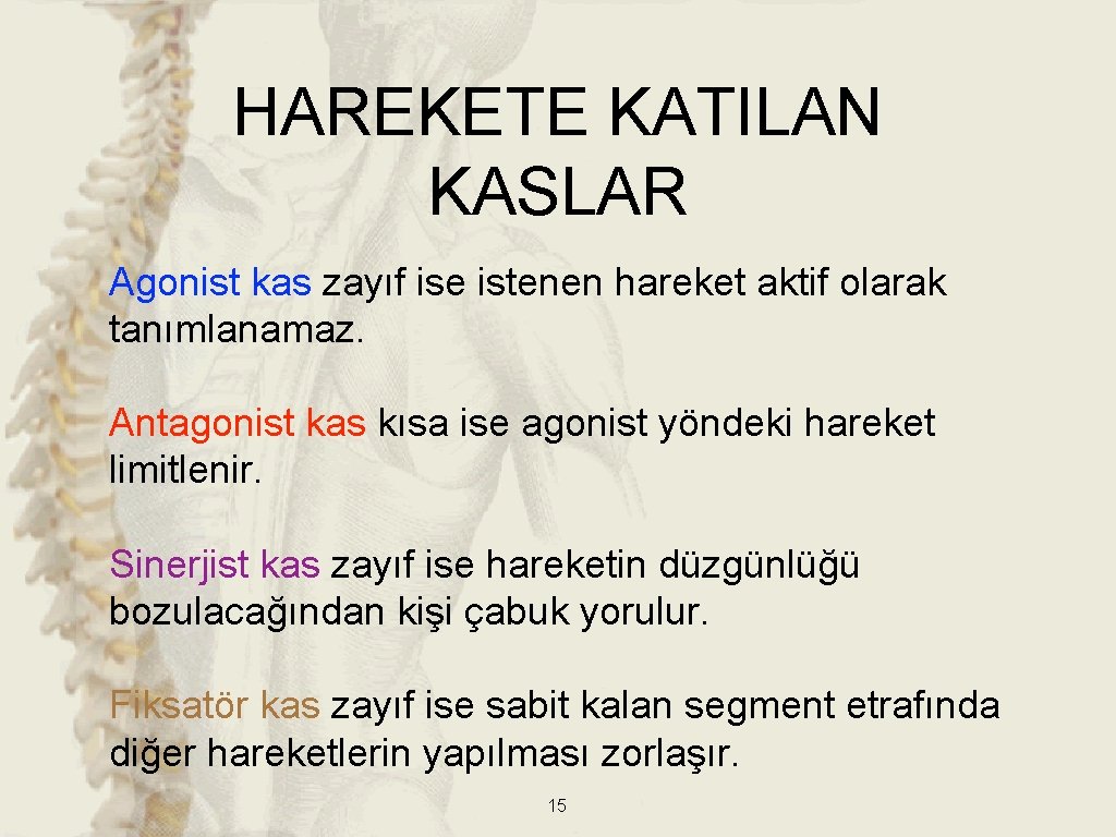 HAREKETE KATILAN KASLAR Agonist kas zayıf ise istenen hareket aktif olarak tanımlanamaz. Antagonist kas
