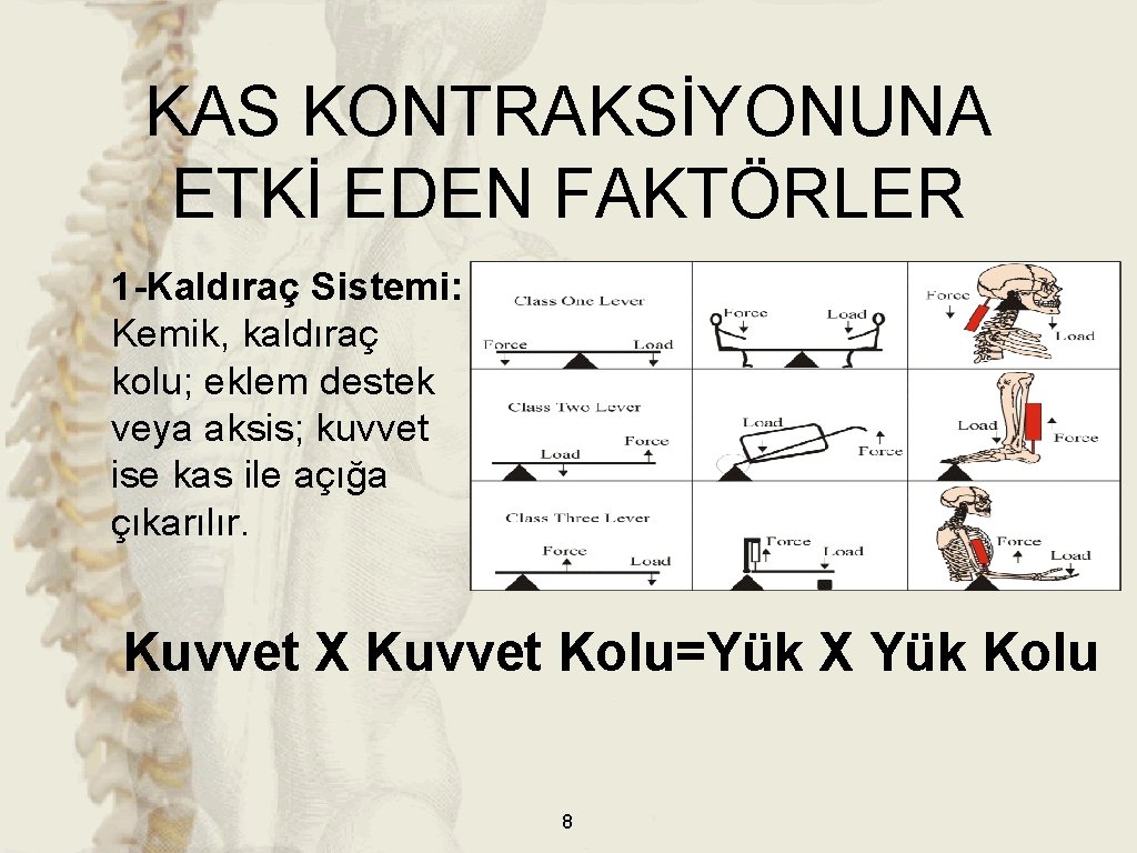 KAS KONTRAKSİYONUNA ETKİ EDEN FAKTÖRLER 1 -Kaldıraç Sistemi: Kemik, kaldıraç kolu; eklem destek veya