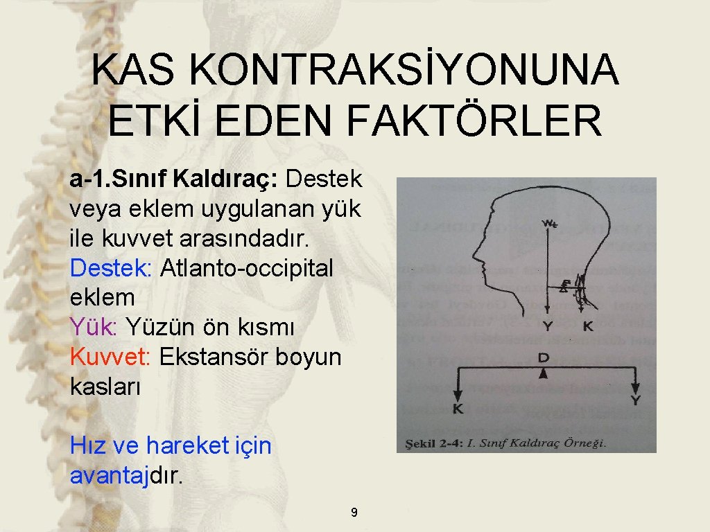 KAS KONTRAKSİYONUNA ETKİ EDEN FAKTÖRLER a-1. Sınıf Kaldıraç: Destek veya eklem uygulanan yük ile