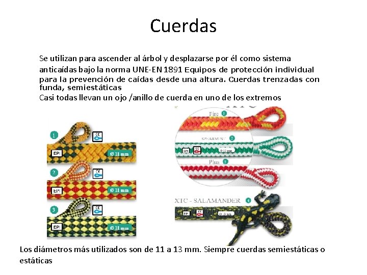 Cuerdas Se utilizan para ascender al árbol y desplazarse por él como sistema anticaídas