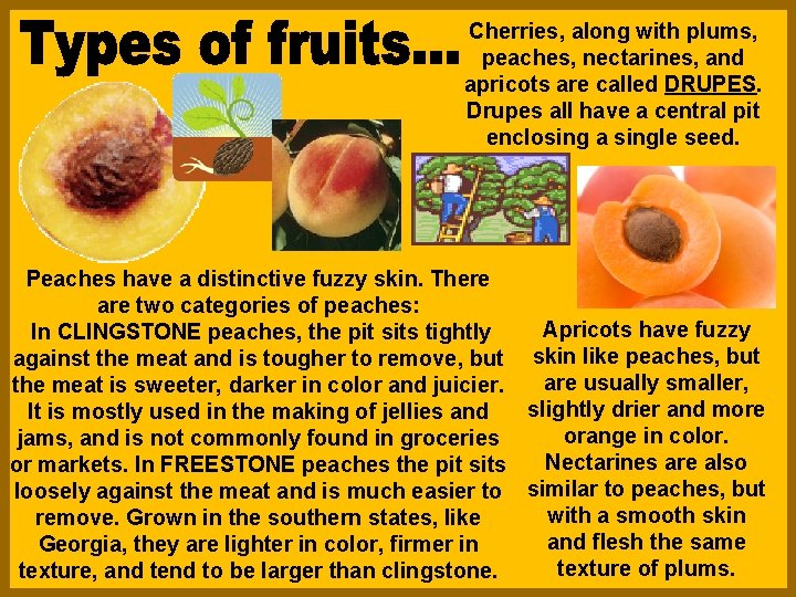 Cherries, along with plums, peaches, nectarines, and apricots are called DRUPES. Drupes all have