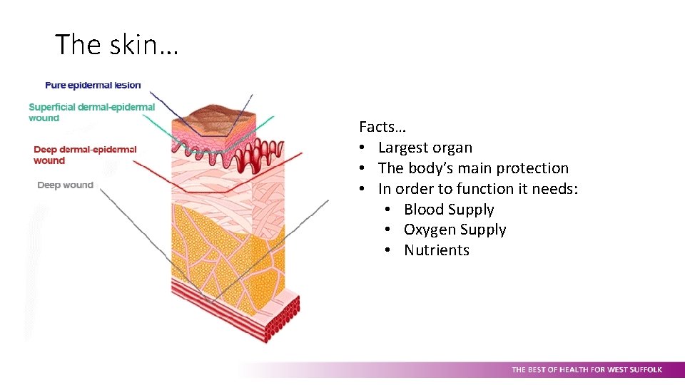 The skin… Facts… • Largest organ • The body’s main protection • In order