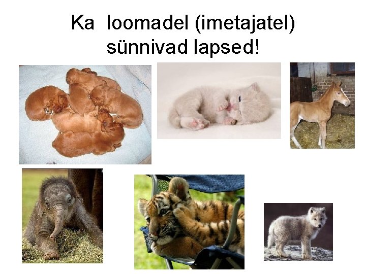 Ka loomadel (imetajatel) sünnivad lapsed! 