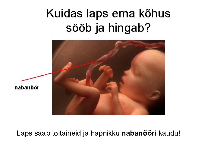 Kuidas laps ema kõhus sööb ja hingab? nabanöör Laps saab toitaineid ja hapnikku nabanööri