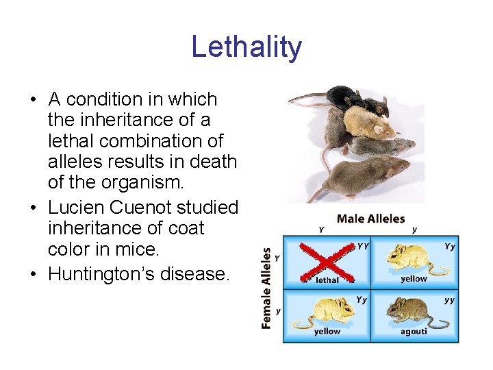 Lethality • A condition in which the inheritance of a lethal combination of alleles