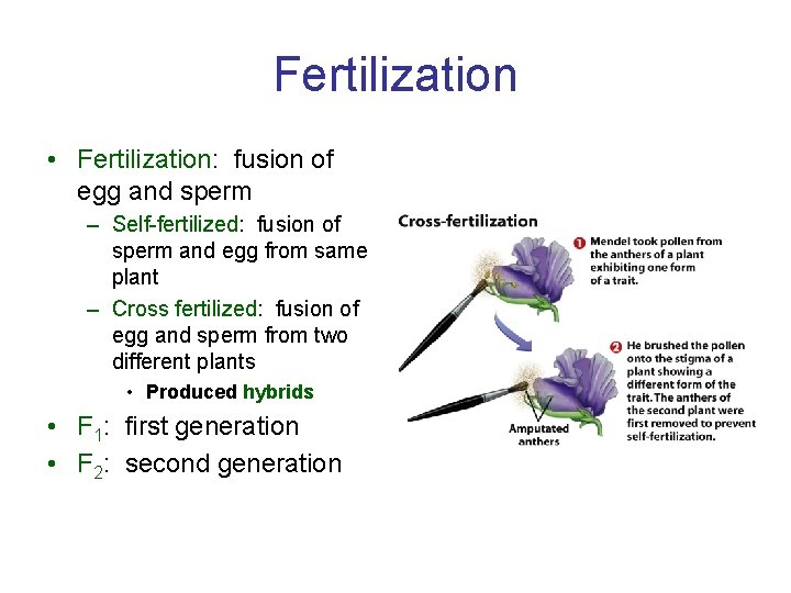 Fertilization • Fertilization: fusion of egg and sperm – Self-fertilized: fusion of sperm and