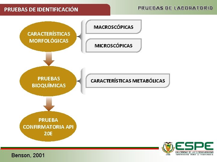 PRUEBAS DE LABORATORIO PRUEBAS DE IDENTIFICACIÓN MACROSCÓPICAS CARACTERÍSTICAS MORFOLÓGICAS PRUEBAS BIOQUÍMICAS PRUEBA CONFIRMATORIA API