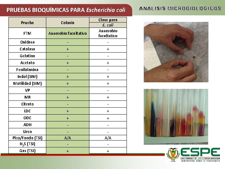 PRUEBAS BIOQUÍMICAS PARA Escherichia coli Clave para E. coli Anaerobio facultativo Prueba Colonia FTM