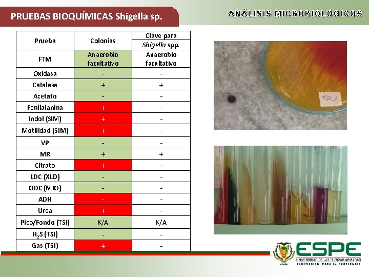 PRUEBAS BIOQUÍMICAS Shigella sp. Prueba Colonias FTM Anaerobio facultativo Clave para Shigella spp. Anaerobio