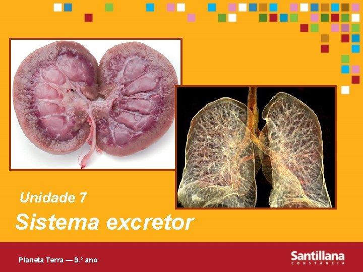 Unidade 7 Sistema excretor Planeta Terra — 9. º ano 